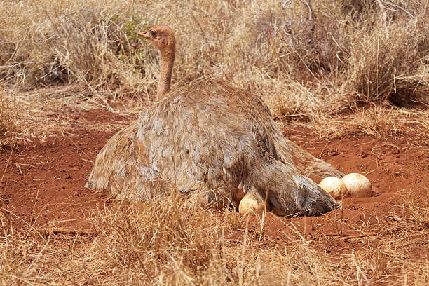 Ostrich Nest In Meru National Park